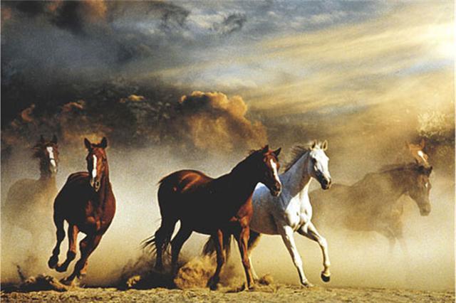 Poster - Stampede
