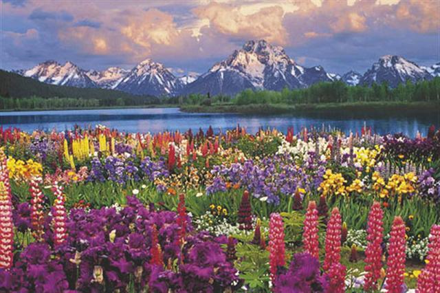 Poster - Grand Teton 