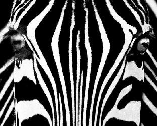 Lamina - Black y White  Marcos y Cuadros