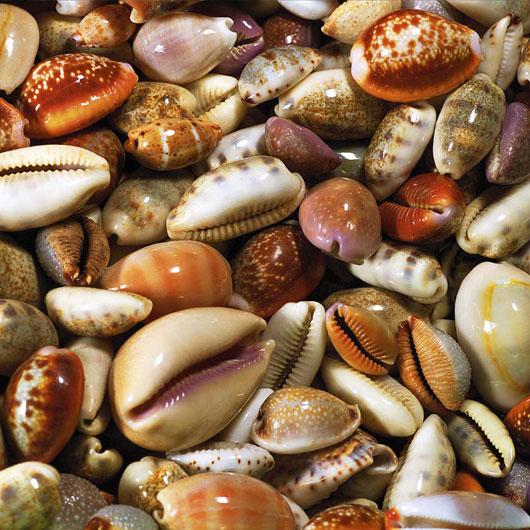 Lamina - Coquillages 