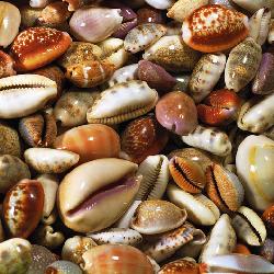 Lamina - Coquillages  Enmarcado de laminas