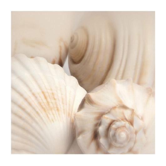 Lamina - Shells II