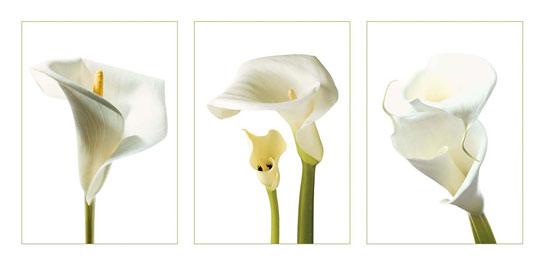 Lamina - Calla Lilies 