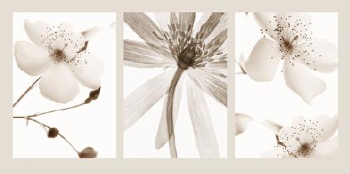 Lamina - Sepia Floral Enmarcado de laminas