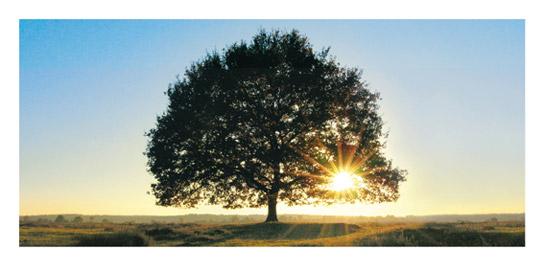 Lamina - Lonely tree