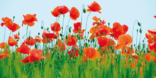 Lamina - Poppy Field