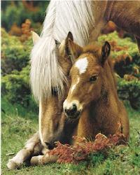 Poster - Mare and foal II Enmarcado de laminas