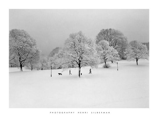 Lamina - Prospect Park Trees