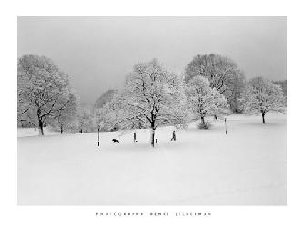 Lamina - Prospect Park Trees Enmarcado de cuadros