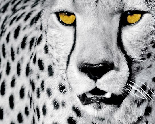 Lamina - White Chetah