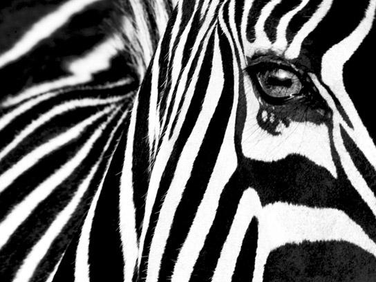 Lamina - Black y White
