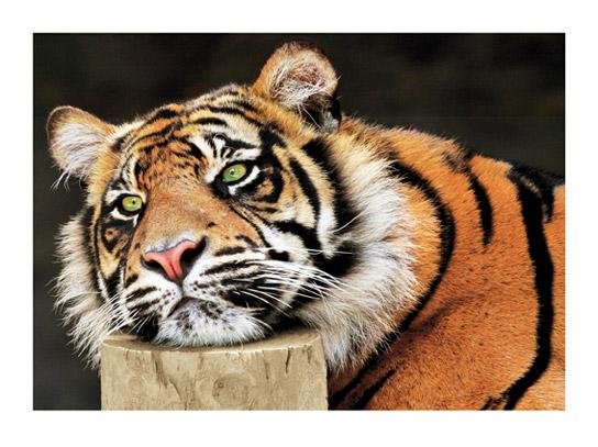 Lamina - Lazy Tiger