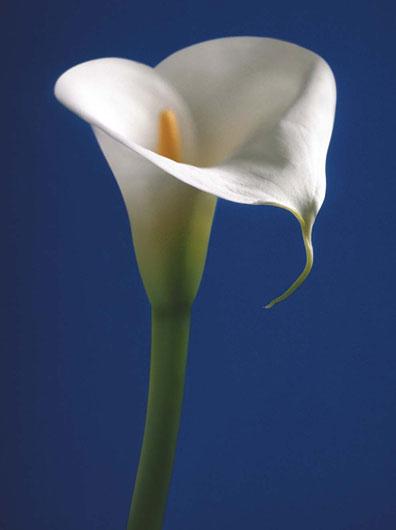 Lamina - Calla on blue I