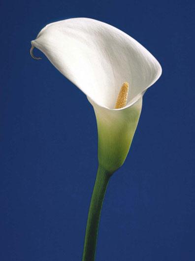 Lamina - Calla on Blue II