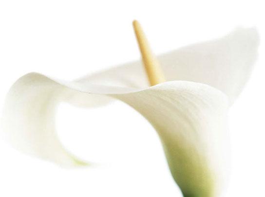 Lamina - Calla on White 