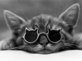 Lamina - Cool Cat I Marcos y Cuadros