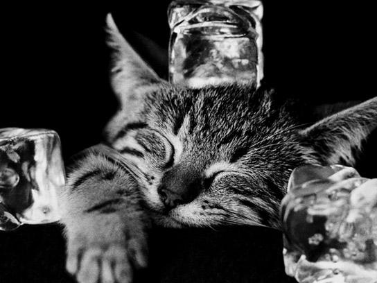Lamina - Cool Cat II