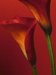 Lamina - Red Calla Lilies Enmarcado de cuadros