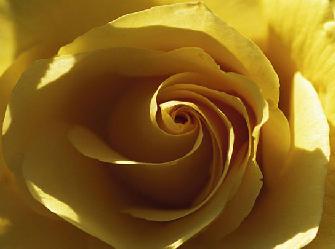 Lamina - Yellow Rose Enmarcado de laminas