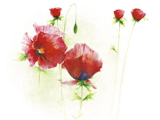 Lamina - Red Poppies I
