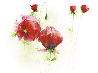 Lamina - Red Poppies I Enmarcado de laminas