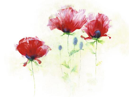 Lamina - Red Poppies II