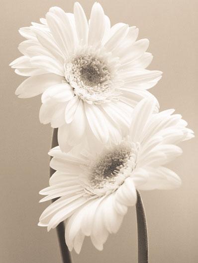 Lamina - Two Daisies 