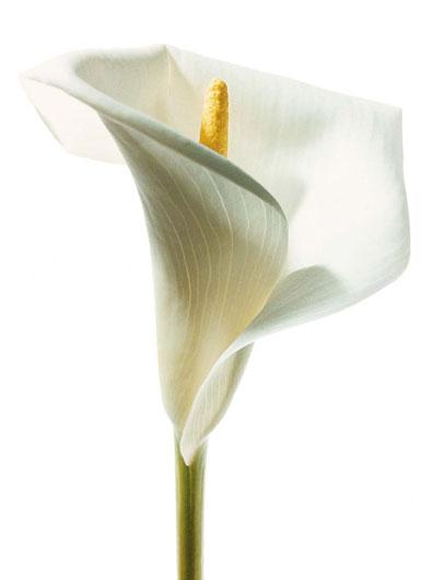 Lamina - Lily in Bloom I