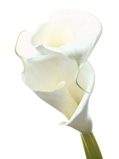 Lamina - Lily in Bloom II