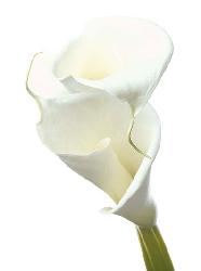 Lamina - Lily in Bloom II Enmarcado de laminas