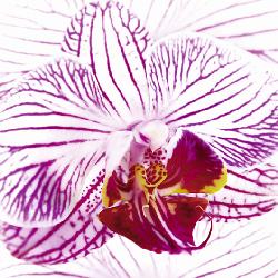 Lamina - Orchid I Enmarcado de cuadros