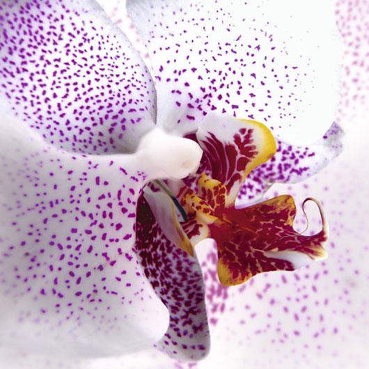 Lamina - Orchid II