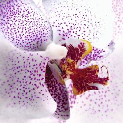 Lamina - Orchid II Enmarcado de laminas