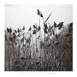 Lamina - Prospect Lake Grasses  Enmarcado de laminas