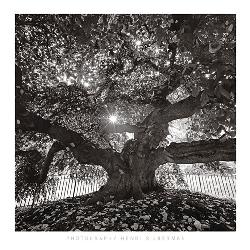 Lamina - Under Camperdown Elm Enmarcado de cuadros