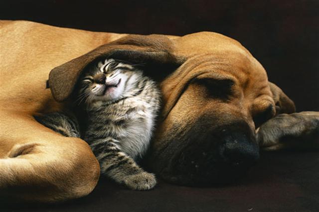 Poster - Cat and dog