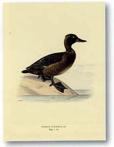 Lamina - Stampe antiche 