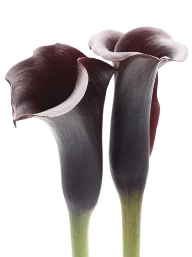 Lamina - Zantedeschia
