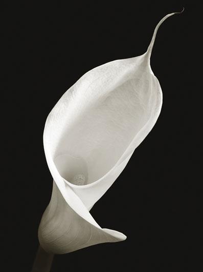 Lamina - Calla I
