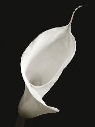 Lamina - Calla I Marcos y Cuadros