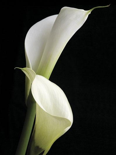 Lamina - Calla II