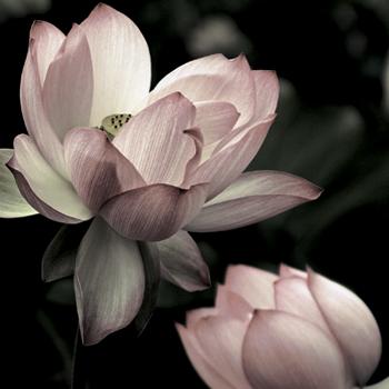 Lamina - The Lotus II