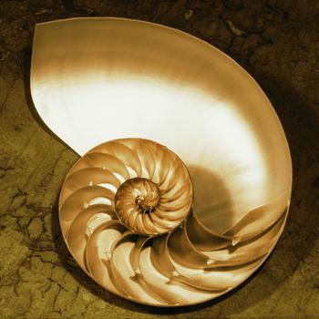Lamina - Chambered Nautilus
