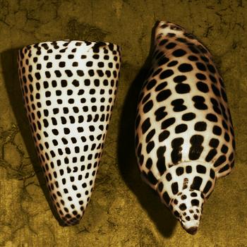Lamina - cone Seashell 