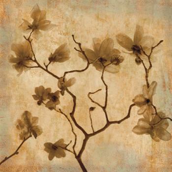 Lamina - Magnolias I
