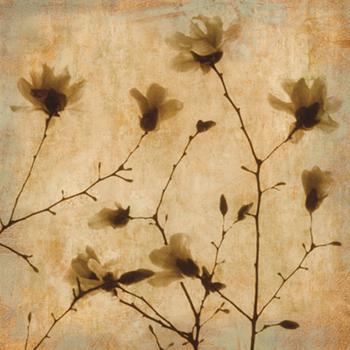 Lamina - Magnolias II