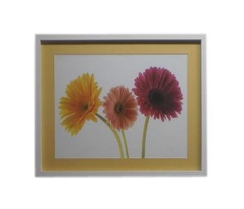 Cuadro - Colorful Daisies (discontinuado)
