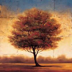 Lamina - Splendor II Marcos y Cuadros