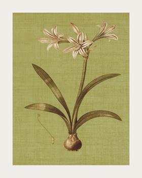 Lamina - Botanica Verde I