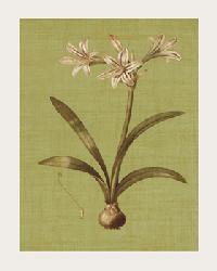 Lamina - Botanica Verde I Marcos y Cuadros